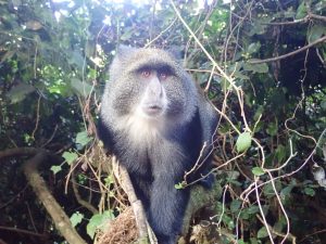 Blue Monkey at Big Tree Camp